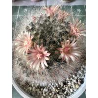 ราคา แมมขนแมว ขนแมวผสมแกะ ขนาดกระถาง2“ (22252217198)