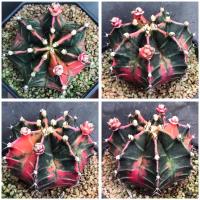 ราคา กระบองเพชร ยิมโนด่าง ไม้เมล็ด แคคตัส cactus ยิมโน (12902797267)