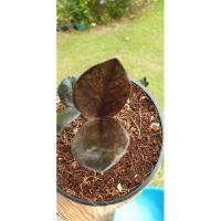 ราคา กวักมรกตดำด่าง ชมพู (22021789762)