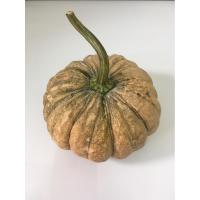 ราคา ฟักทองสด 1ลูก (700-800กรัม) - ฟักทองเป็นลูก ผักผลไม้ (43559603877)