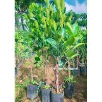 ราคา ต้นขนุน พันธุ์เพชรราชา ต้นทากิ่ง สูง 1.1-1.3 เมตร ถุงใหญ่ แบบพุ่ม (43550995936)