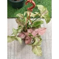 ราคา ต้นออมชมพู​ กระถาง 3-6 นิ้ว Pink​ spot​,Pink lava,Pink milk cofenti Singonium​ (10210723058)