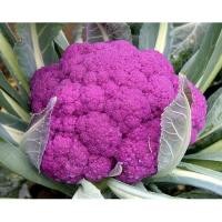 ราคา เมล็ด กะหล่ำดอกสีม่วง - Purple Cauliflower F1 (1213598251)
