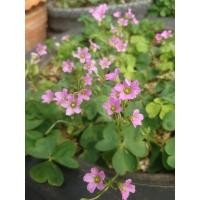 ราคา ผีเสื้อราตรี แว่นดอย Oxalis corymbosa DC (29536593665)