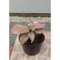 ราคา ออมชมพู เงินไหลมา ต้นออมชมพู ต้นเงินไหลมา ต้นเงินไหลมาชมพู Pink synkonium ไม้มงคล ไม้ประดับ (12427674535)