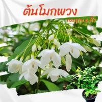 ราคา ต้นโมกพวง ดอกหอม นิยมปลูกทำรั้ว กระถาง 6 นิ้ว(ส่งพร้อมกระถาง) (41410931704)