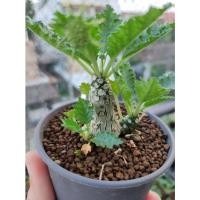 ราคา ต้นมะพร้าวทะเลทราย horwoodii, (15963279984)