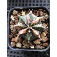 ราคา ยิมโนก้างปลาด่างชมพู(ไม่หน่อ) (8412294051)