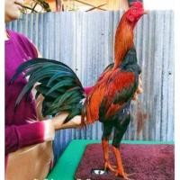 ราคา ไข่เชื้อไก่ชนสายเลือดเจ้าสิงดำ9ล้าน โครตๆไก่ตีตา เเม่นตาอาชีพ เตะนำจิ้มตี (26405613994)