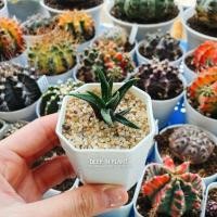 ราคา ฮาโวเทีย Haworthia (57072240)
