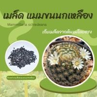 ราคา เมล็ดแมมขนนกเหลือง Mammillaria schiedeana 50 เมล็ด (26912834553)