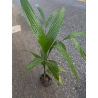 ราคา ต้นหมากสูงพื้นบ้าน ต้นหมากที่กินกับใบพลู ถุงชำ3นิ้ว เพาะเมล็ดพันธุ์ (15696308123)