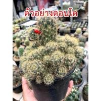 ราคา แมมเม็ดพริก Mammillaria prolifera แคคตัส กระบองเพชร cactus&succulent (7396339917)