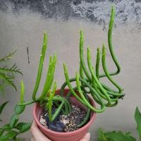 ราคา ยูโฟเบียป๊อกกี้ EUPHORBIA ALLUAUDII ป๊อกกี้ ไร้หนาม ไร้ใบ ต้น ป๊อกกี้ แคคตัสน่ารัก (12930186081)