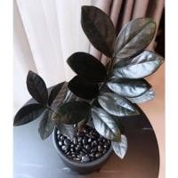 ราคา กวักมรกตดำแคระ กวักมรกต กวักมรกตดำ (14948719447)