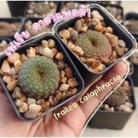 ราคา เฟเรียคาตาเเพคต้าในกระถาง2นิ้ว (4958882769)