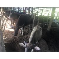 ราคา ปุ๋ย ขี้ควาย ปุ๋ยคอก ขี้ควายแห้ง นำ้หนัก5กก. (7138015356)