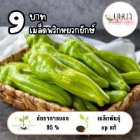 ราคา เมล็ดพันธุ์พริกหยวกยักษ์ 9บาท 200เมล็ด (43005506872)