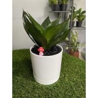 ราคา ต้นลิ้นมังกรดำ Sansevieria Black Dragon (13892219971)