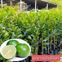 ราคา ต้นพันธุ์มะนาวแป้นพิจิตร (20881271223)