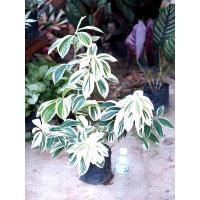 ราคา เอื้องหมายนาด่าง​ ไม้ฟอกอากาศ​ (3542024685)