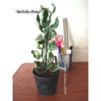 ราคา 2 ต้น 40 (ต้นละ15 )กวักต้นกวักเงินกวักทองต้นไม้มงคลต้นไม้นำโชคต้นไม้ (3745218197)