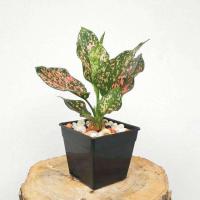 ราคา 1 ต้น กระถาง 6 นิ้ว ต้นว่านรับเงินรับทอง ว่านรับเงินรับทอง มณีเศรษฐี (9003320882)