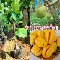 ราคา ต้นขนนเพชรราชาทาบกิ่งติดผลเร็วสูง50-60ซม.(รับประกันสินค้าชำรุดเสียหาย) (17146411945)