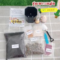 ราคา ชุดเพาะเมล็ดแคคตัสพร้อมปลูก (8489574372)