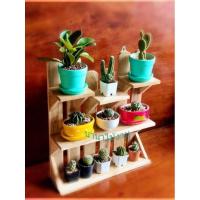 ราคา ชั้นวางแคคตัส ชั้นโชว์แคคตัสแขวนผนังไม้สักแท้ (5549857400)