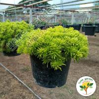 ราคา ต้นเศรษฐีแพรทอง #ต้นเศรษฐีแพรทอง #ต้นไม้มงคลจิ๋ว รูปทรงน่ารัก นิยมปลูกคลุมดิน ขนาดกระถาง 7-8 นิ้ว จัดส่งทั้งกระถาง (13170999374)