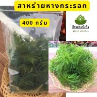 ราคา สาหร่ายหางกระรอก สาหร่ายหางกระรอกพุงชะโด สาหร่ายประดับตู้ปลา 400 กรัม (20991378333)