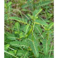 ราคา ต้นพันธุ์ ลูกใต้ใบ พร้อมปลูกในถุงดำ 29 บาท ลูกใต้ใบ สมุนไพรโบราณ (23372747076)