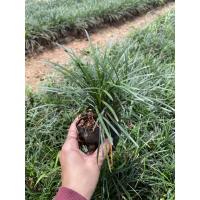 ราคา ต้นหนวดปลาดุกยาว ไม้คลุมดินปลูกแทนหญ้าได้ (6655230078)