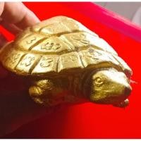 ราคา พญาเต่าเรือน_ขนาดบูชา (23850115192)