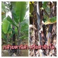 ราคา หน่อกล้วยตานีดำ หรือ ดำอินโด (29068436958)