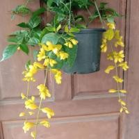 ราคา ต้นมาลัยทอง สร้อยทอง ไม้มงคล ไม้ดอกไม้ประดับ (13596920608)