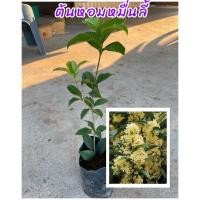 ราคา ต้นหอมหมื่นลี้ ชำกิ่ง ดอกสีขาวนวล กลิ่นหอมมาก ขนาดต้น 40ซม. (25166357711)