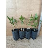 ราคา ผักหวานป่าสีทอง พร้อมไม้พี่เลี้ยงต้นลำไย เพาะเมล็ด (2 ถุง ) (22359406787)