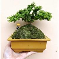 ราคา ต้นม่วงเจริญ (หลินซาน) บอนไซดอกสีม่วง (4850964278)