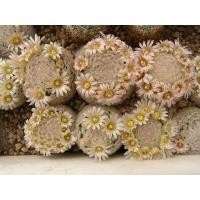 ราคา M4088 Mammillaria lasiacantha SB500 (10 เมล็ด) เมล็ดพันธุ์ กระบองเพชร แคคตัส แมมมิลลาเรีย เพาะเมล็ด แคคตัส Cactus (12803468716)