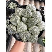 ราคา Haworthia moon shadowสวยๆ 350บาท (19757108376)