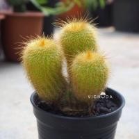 ราคา Cactus / Notocactus / Plants / แคคตัส / กระบองเพชร / โนโตแคคตัส /กระบองทอง (1668751489)