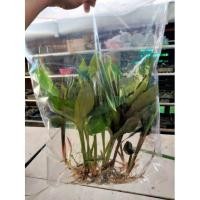 ราคา ว่านดอกทองเขมร ผู้,เมีย(สั่ง3ต้นแถมดอกว่าน) ว่านดอกทองตัวเมีย ว่านราคะ ว่านมหาเสน่ห์ ว่านสาวหลง ต้นว่านดอกทอง (23414511401)