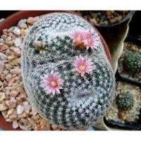 ราคา Mammillaria microthele แมมนกฮูก ขนาด 2.5-3.5 cm. ดอกสวยหนามสวย (1001420421)