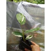 ราคา สาคูด่าง, สาคูลาย, ว่านนกขวา, บุเรงนอง (5889274284)