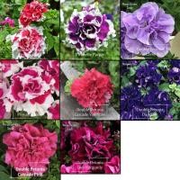 ราคา ต้นพิทูเนียคู่เมล็ดหลากสี-15เมล็ด * กระถางเป็นมิตร * ไม้กระถางดอกพิทูเนียคู่-เมล็ดสวนมะม่วง (23741394858)