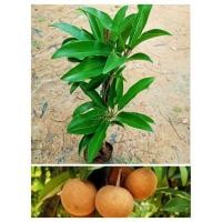 ราคา ต้นละมุดสาลี่ยักษ์ ผลกลมใหญ่เนื้อหวานกรอบ สูง 50-80ซ.ม ปลูก 1 ปีเริ่มติดผล แบบเสียบยอด (14991692166)