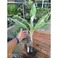 ราคา กล้วยตานีด่าง ชำแล้วรากแข็งแรง (23784415826)