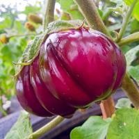 ราคา มะเขือฟักทองม่วงอิตาลีถูกที่สุด10บ.เมล็ดพันธุ์มะเขือฟักทองม่วง 20 เมล็ดปลูกง่ายผลใหญ่รสชาติอร่อย (13334770997)